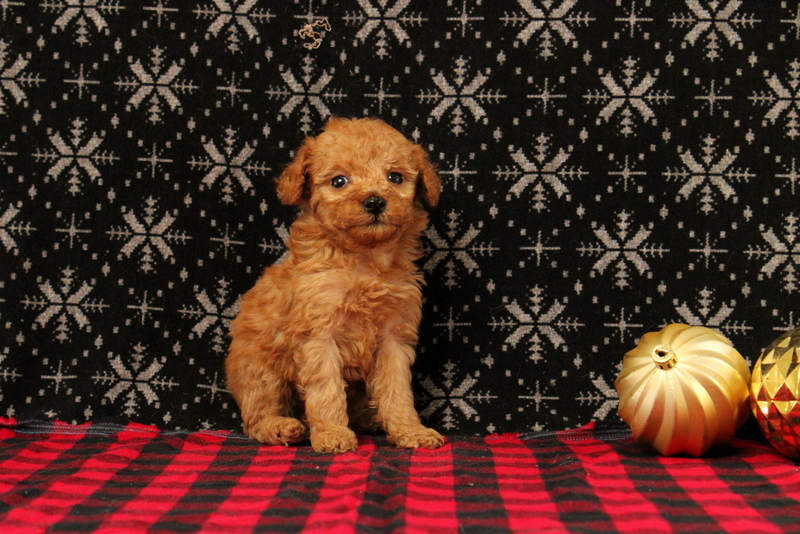 puppy, for, sale, Mini Poodle, Matthew B. Stoltzfus, dog, breeder, Gap, PA, dog-breeder, puppy-for-sale, forsale, nearby, find, puppyfind, locator, puppylocator, aca